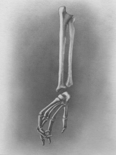 Sketchbook-Arm-bones