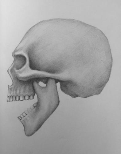 Sketchbook-Skull